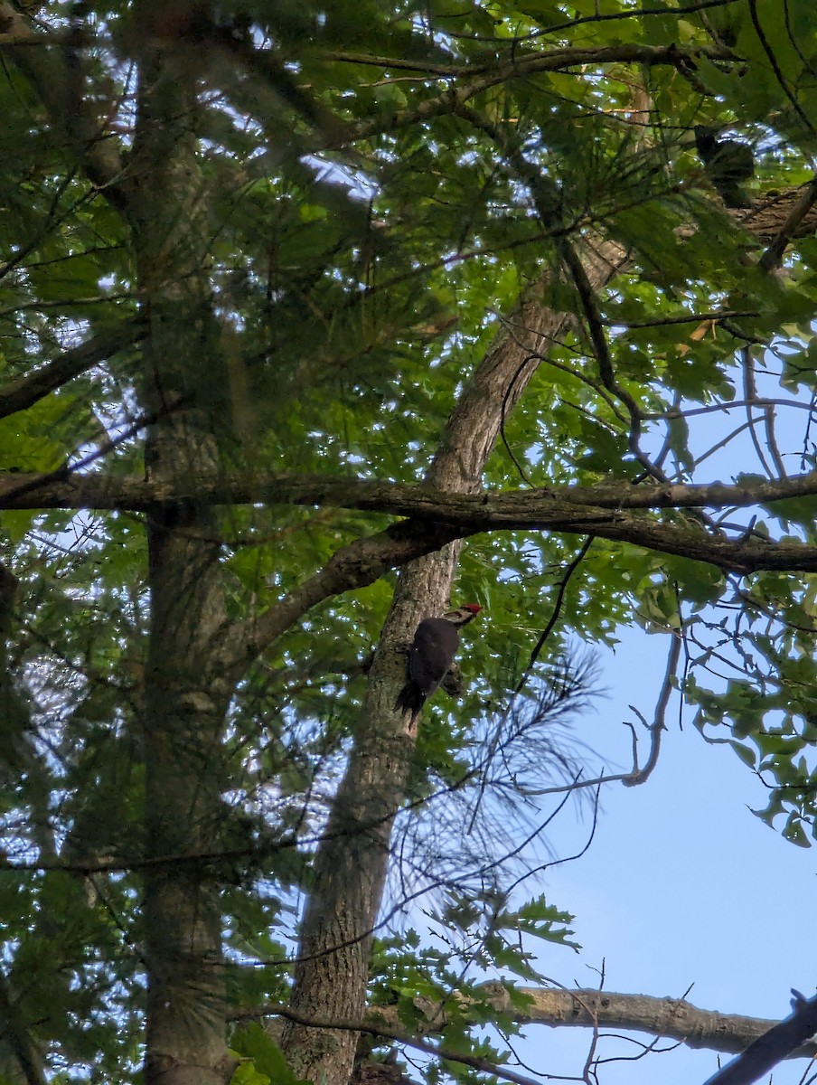 Pileated Woodpecker - ML638156436