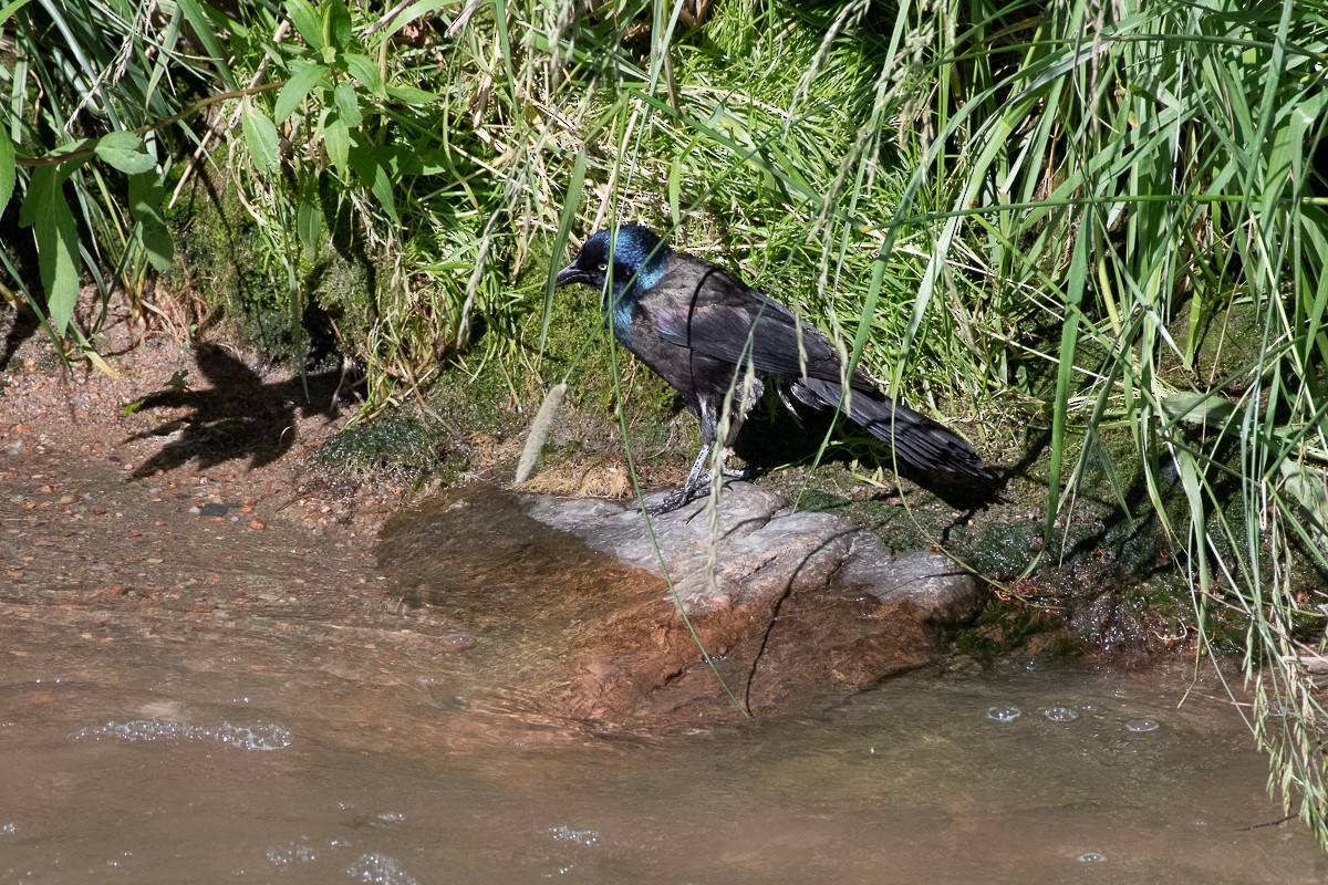 Common Grackle - ML638156440