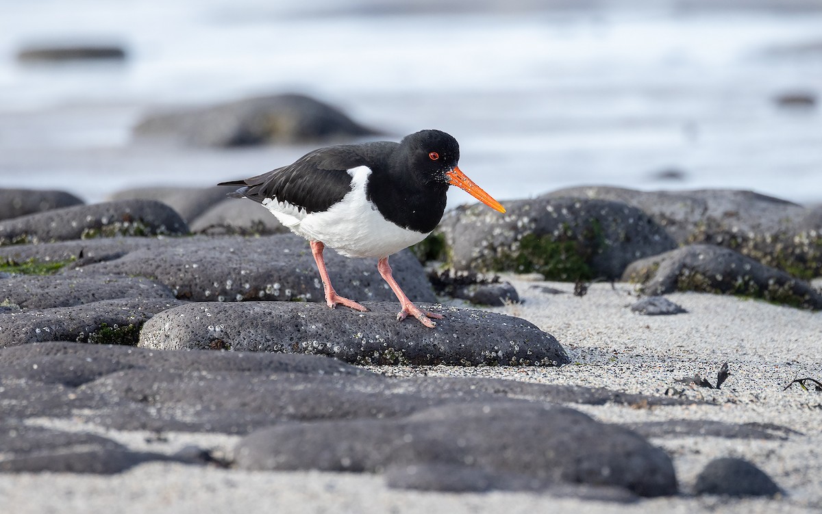 Eurasian Oystercatcher - ML638156442