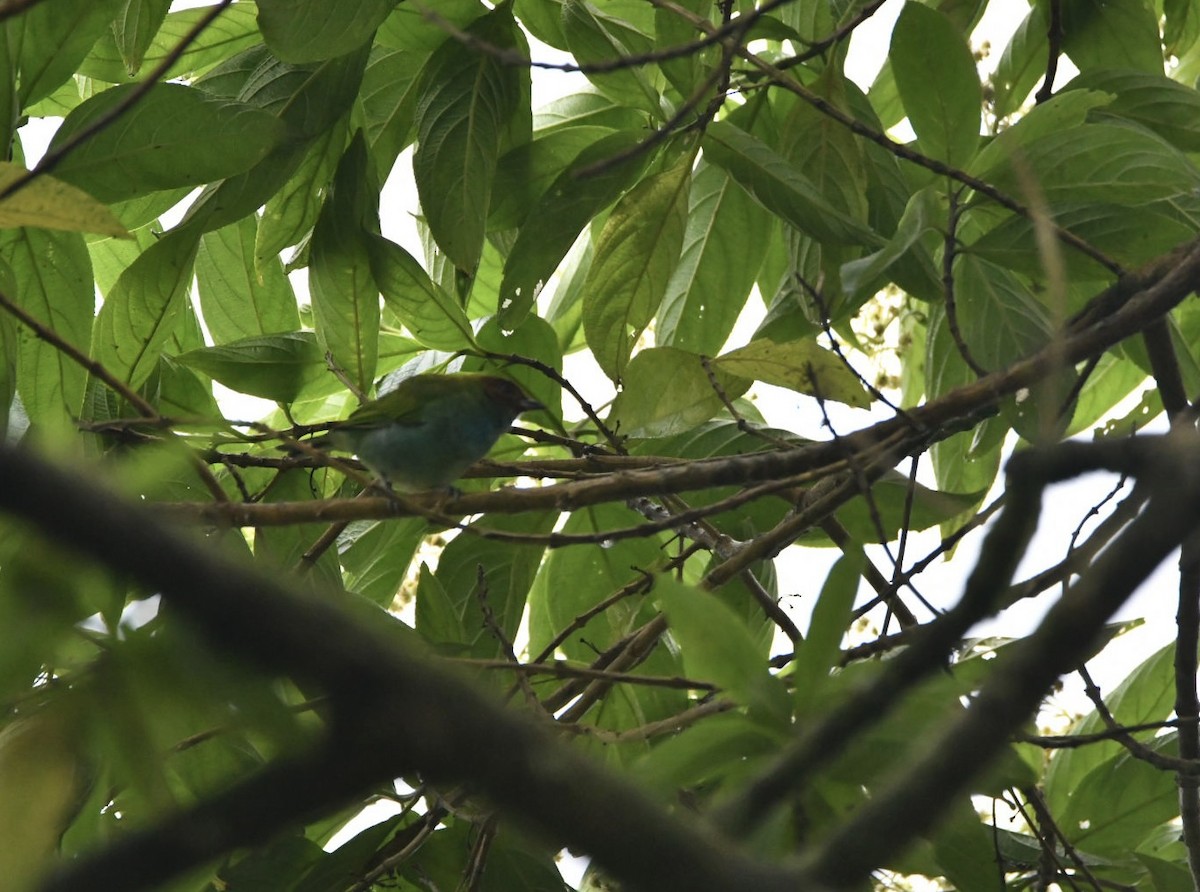 Bay-headed Tanager - ML638156449