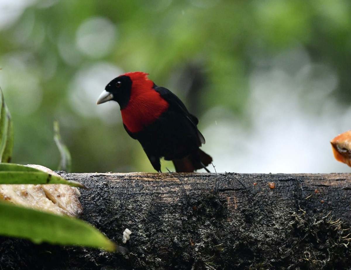 Crimson-collared Tanager - ML638156455