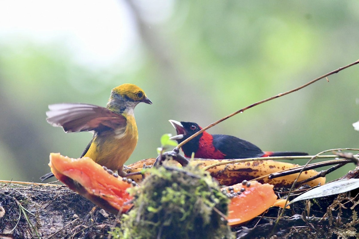 Crimson-collared Tanager - ML638156456