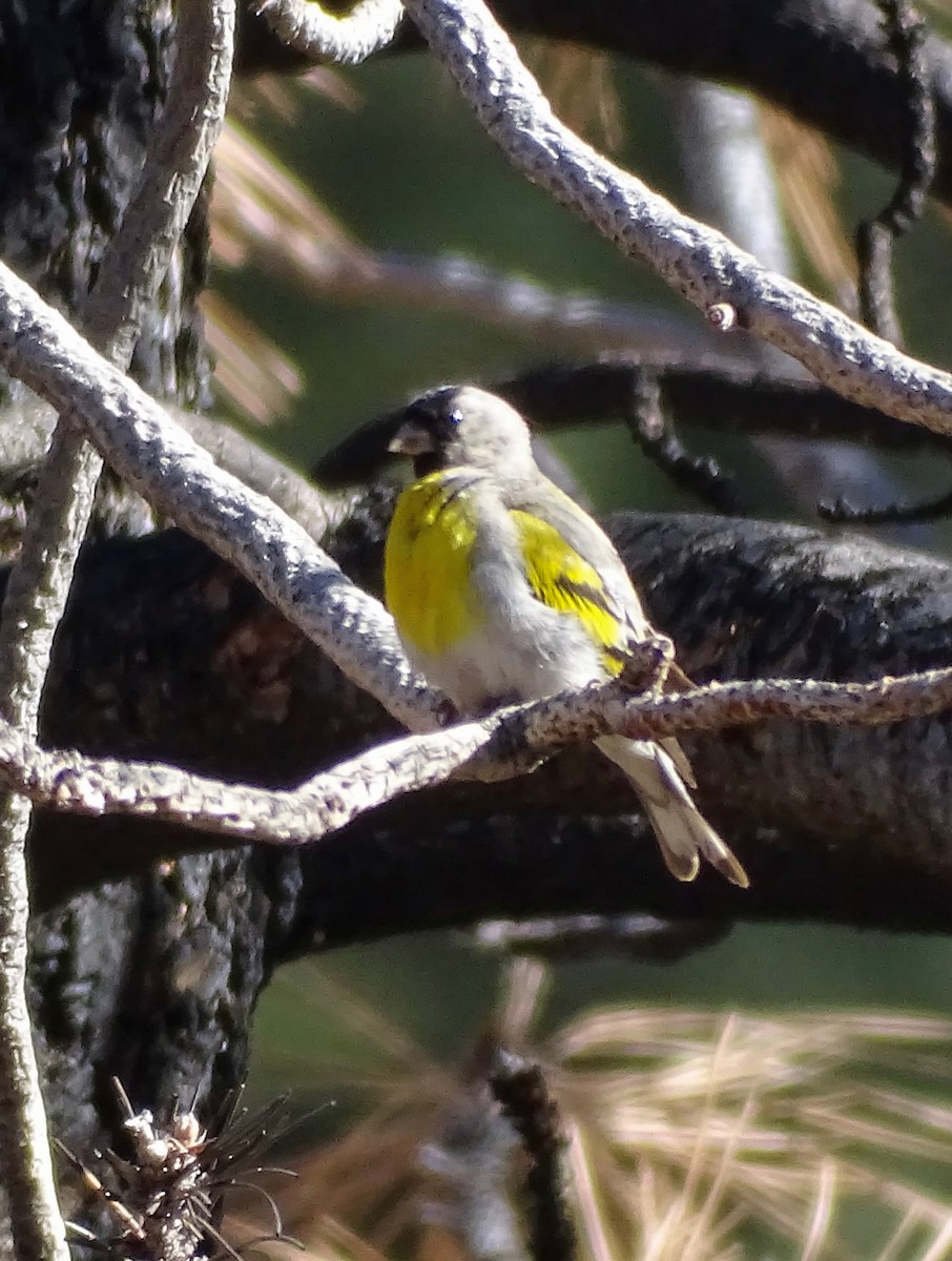 čížek kalifornský - ML638156462