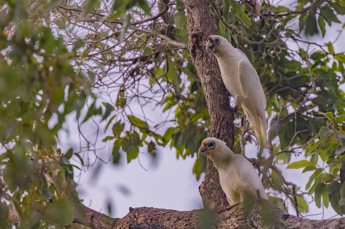 Western Corella - ML638156488