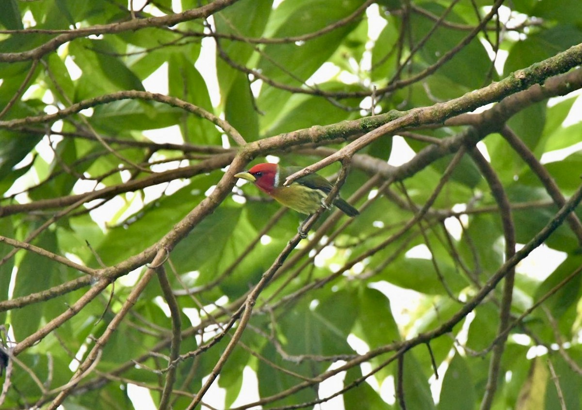Red-headed Barbet - ML638156494