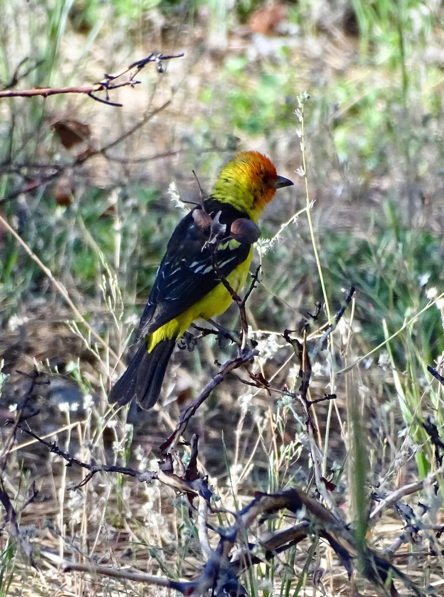 Western Tanager - ML638156495