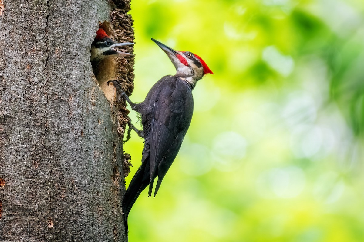 Pileated Woodpecker - ML638156502