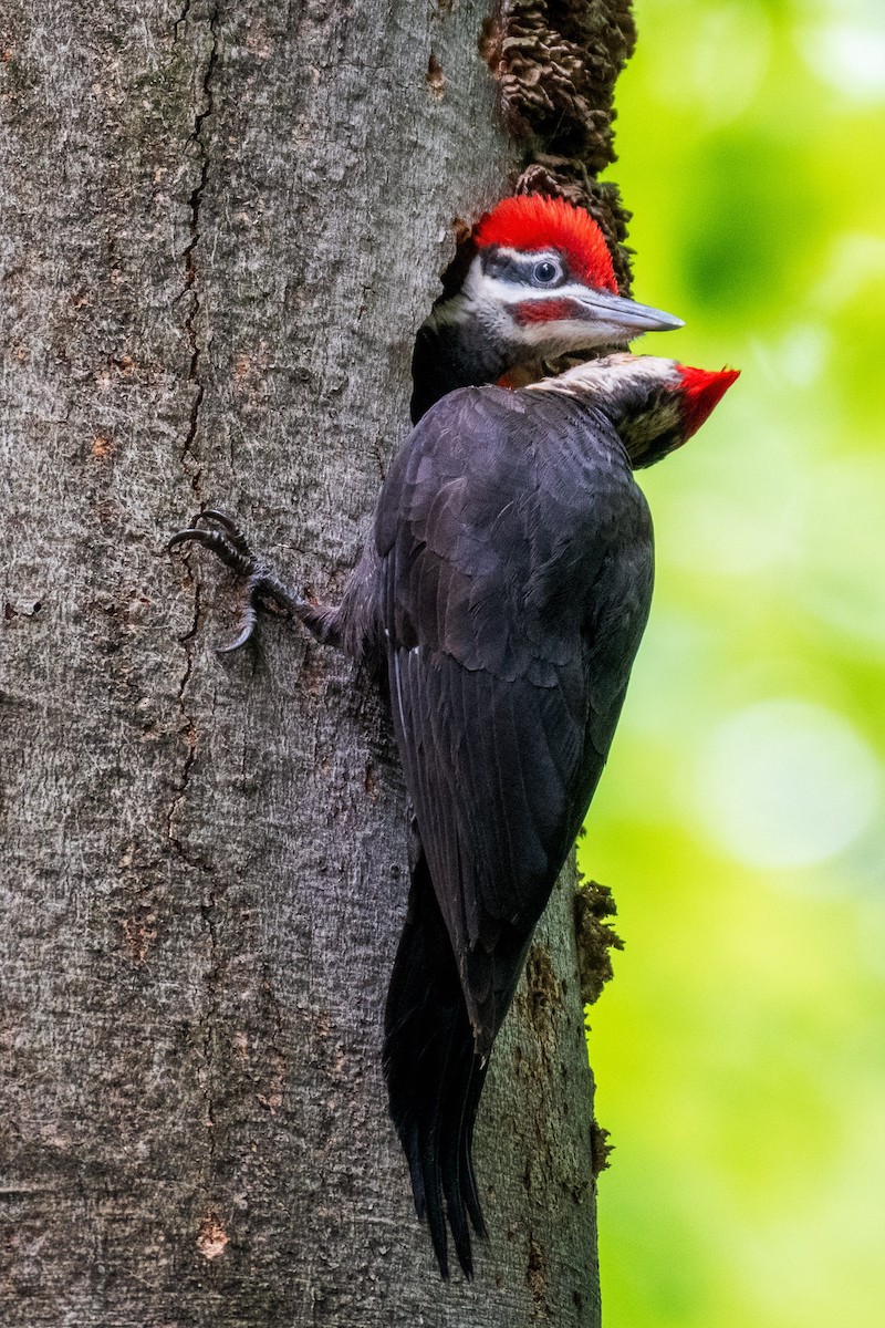 Pileated Woodpecker - ML638156503