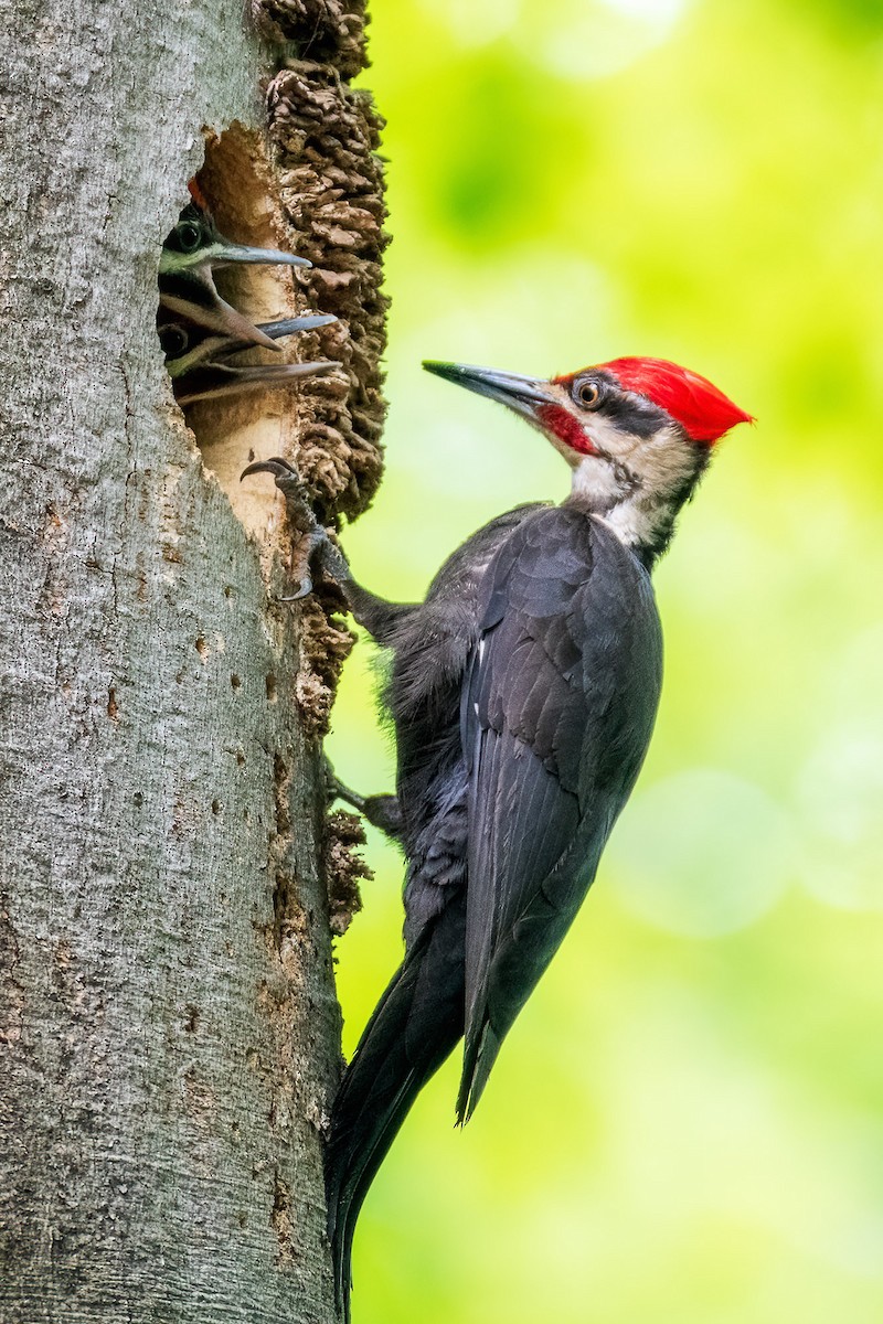 Pileated Woodpecker - ML638156504