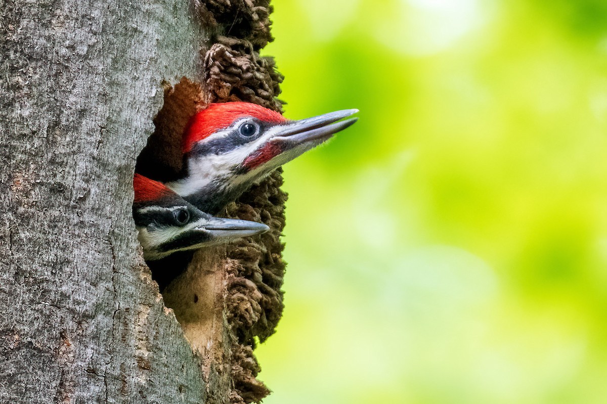 Pileated Woodpecker - ML638156505
