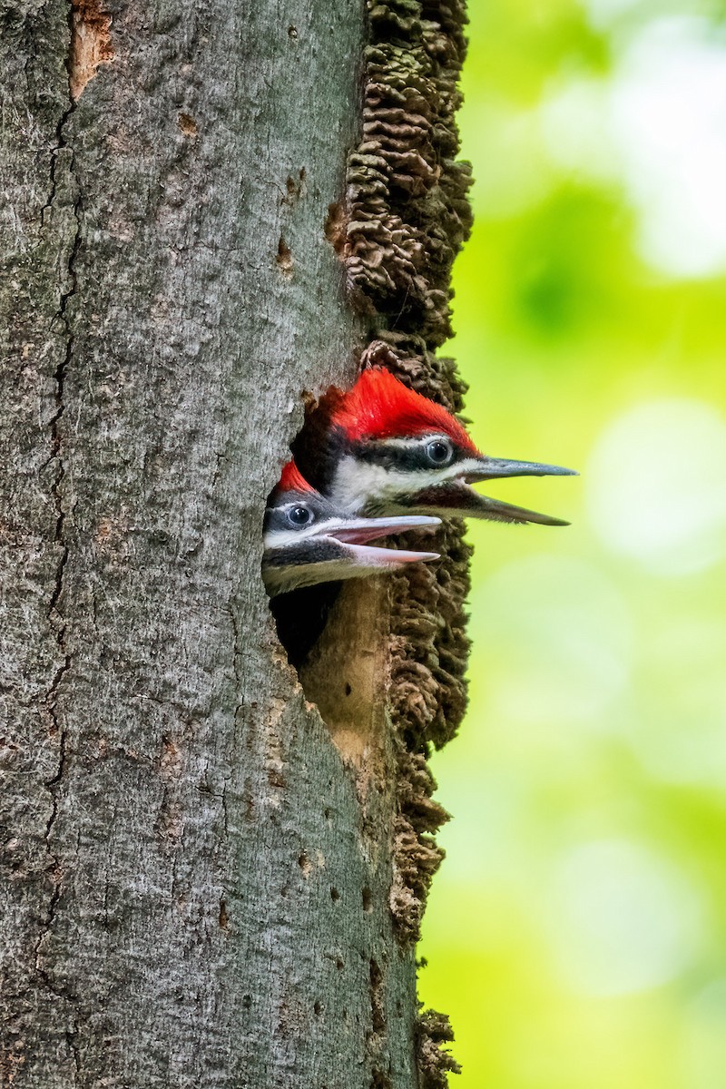 Pileated Woodpecker - ML638156506