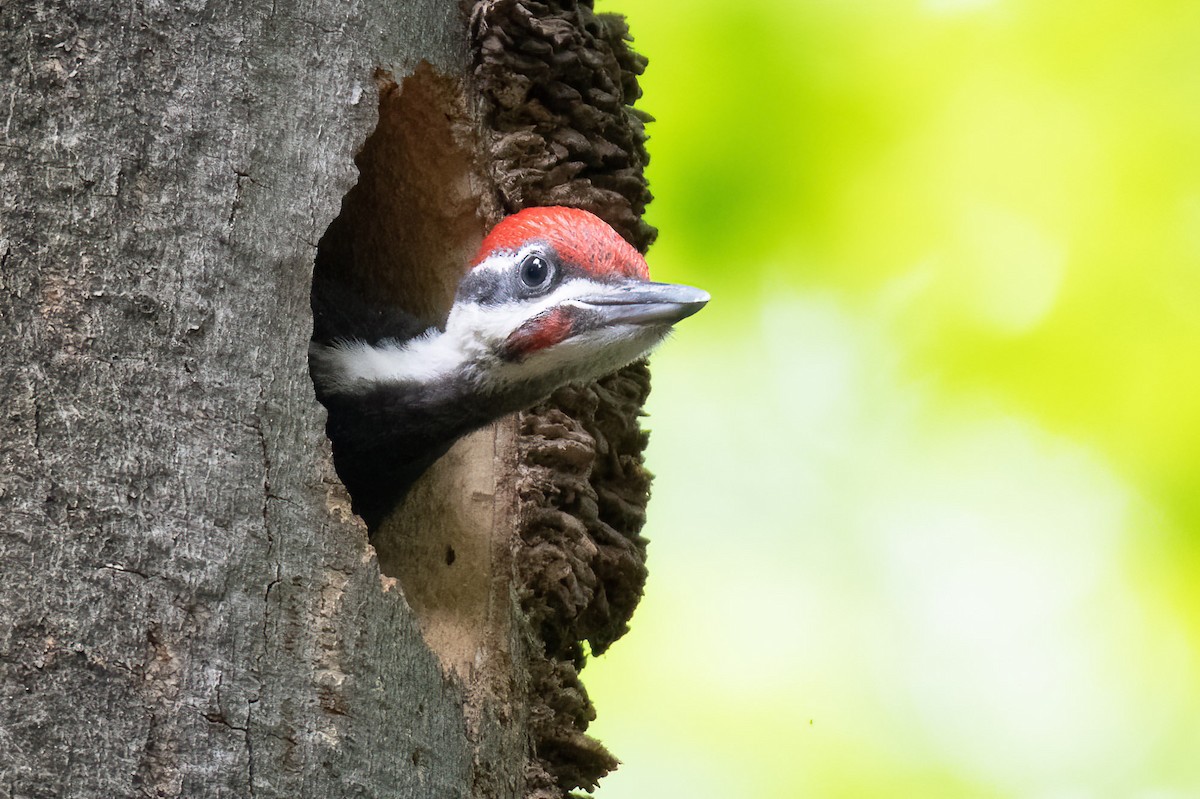 Pileated Woodpecker - ML638156507