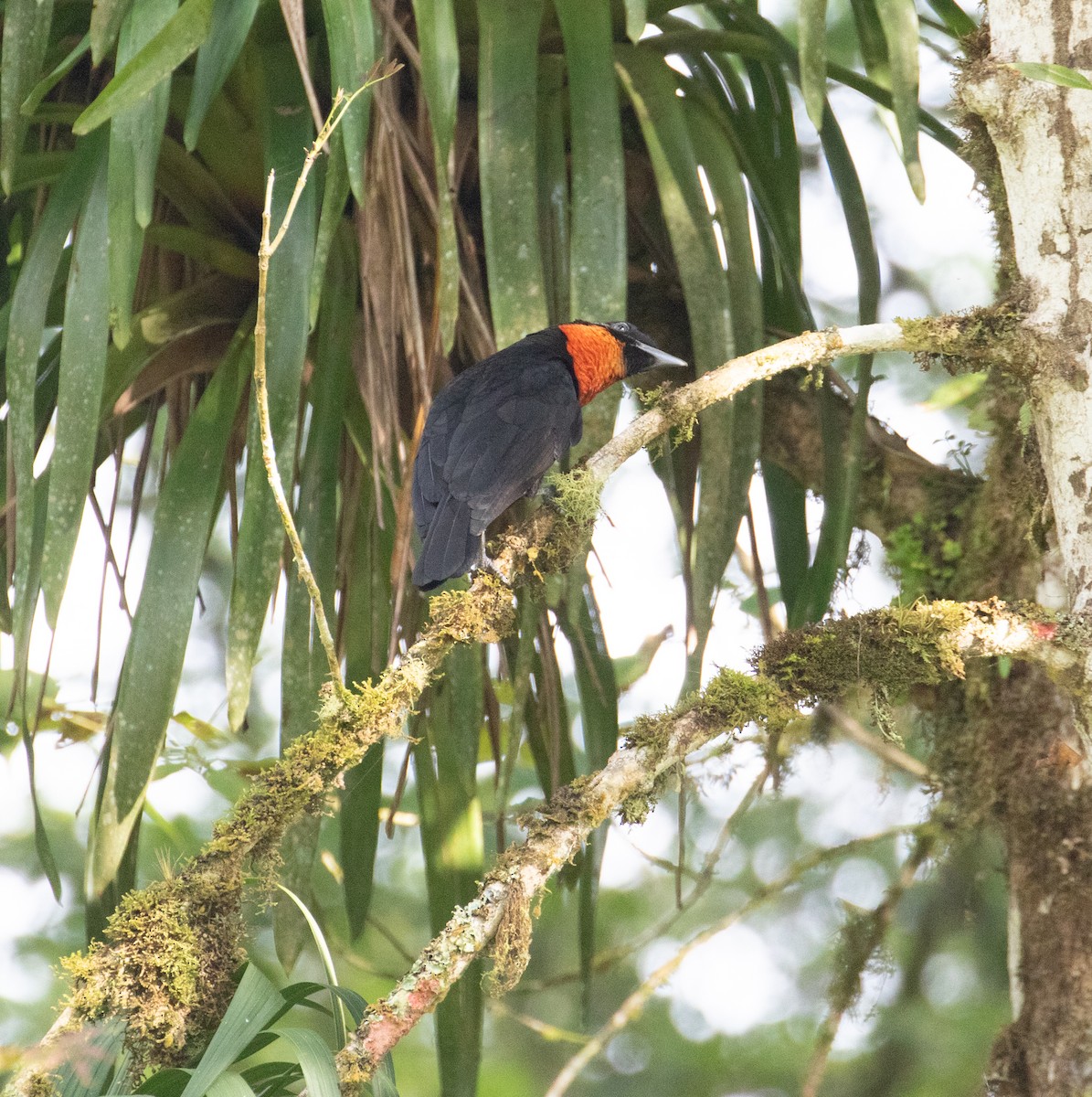 Red-ruffed Fruitcrow - ML638156515