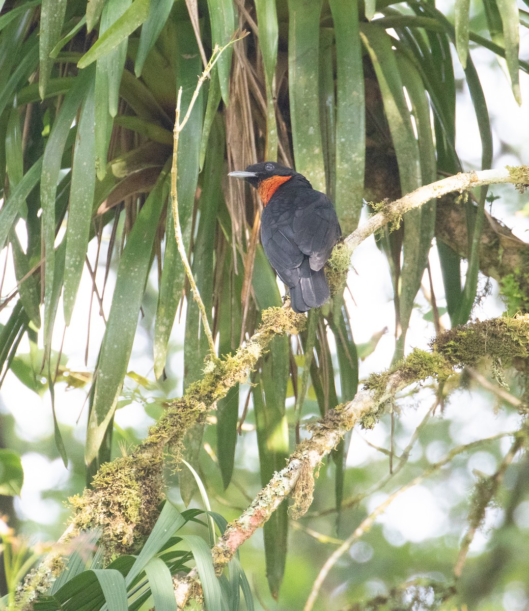 Red-ruffed Fruitcrow - ML638156516