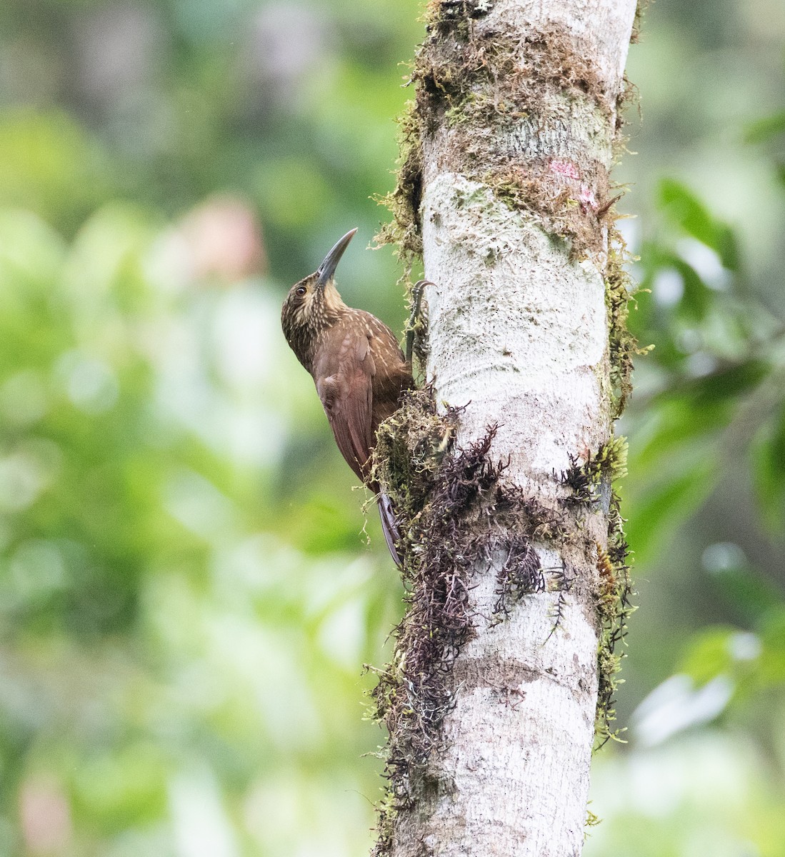 Montane Woodcreeper - ML638156519