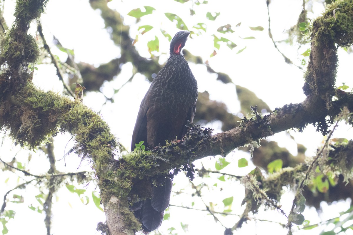 Cauca Guan - ML638156528