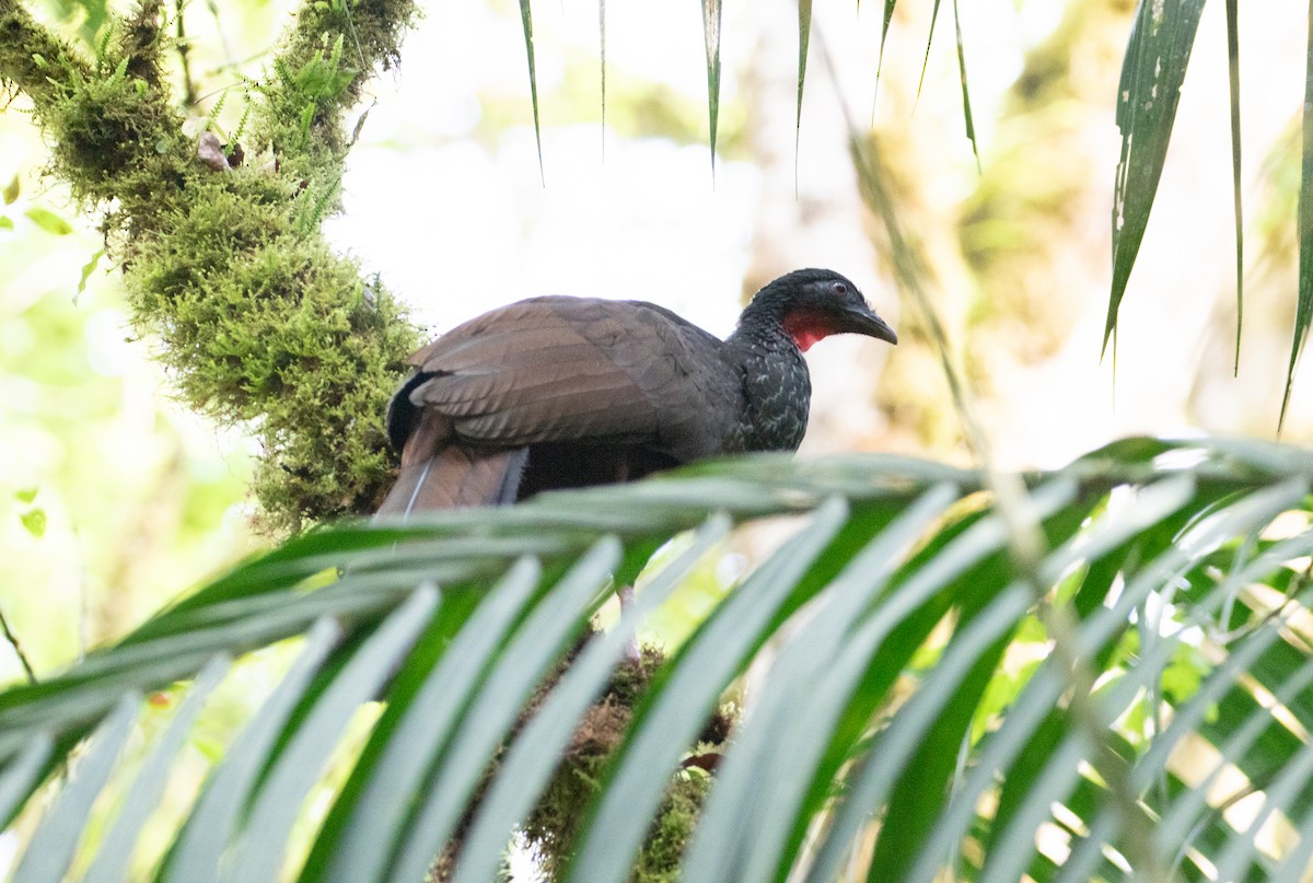 Cauca Guan - ML638156529