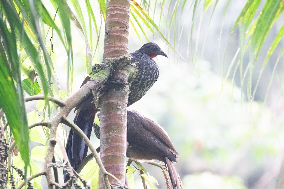 Cauca Guan - ML638156530