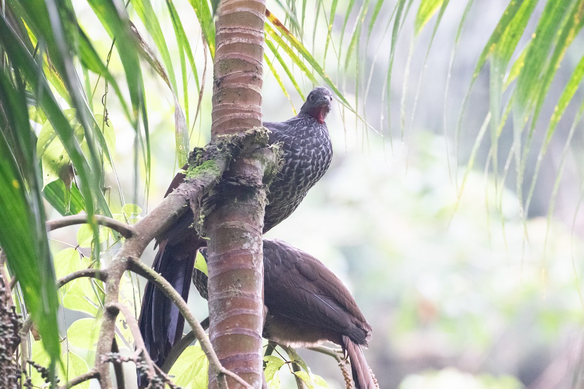 Cauca Guan - ML638156531