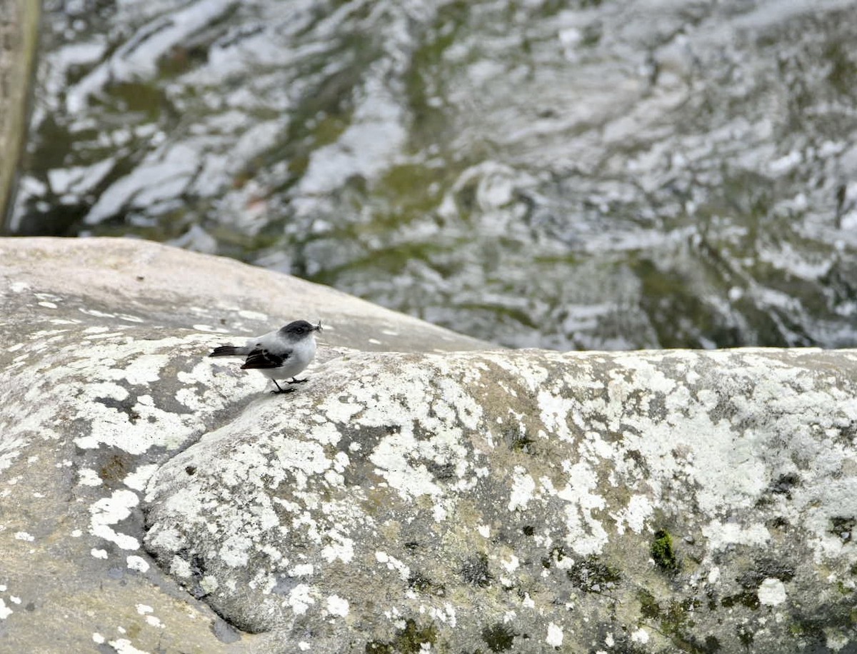 Torrent Tyrannulet - ML638156543