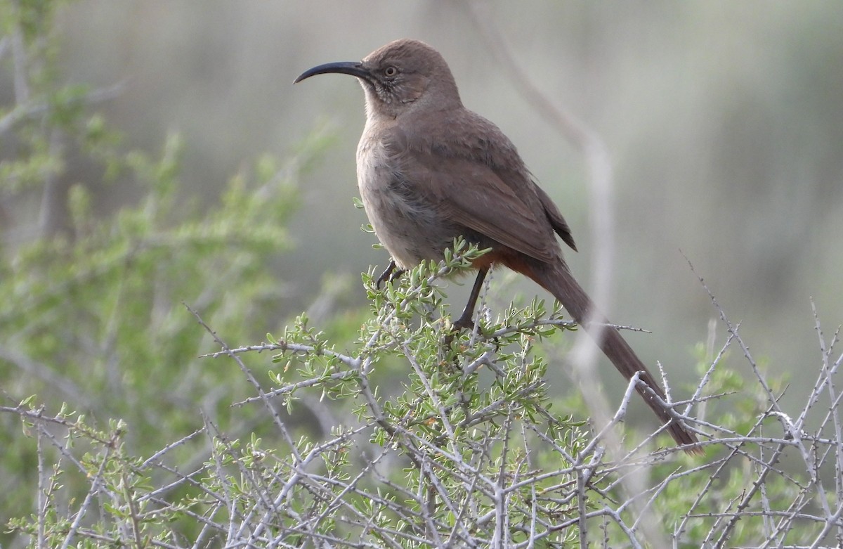 Crissal Thrasher - ML638156546