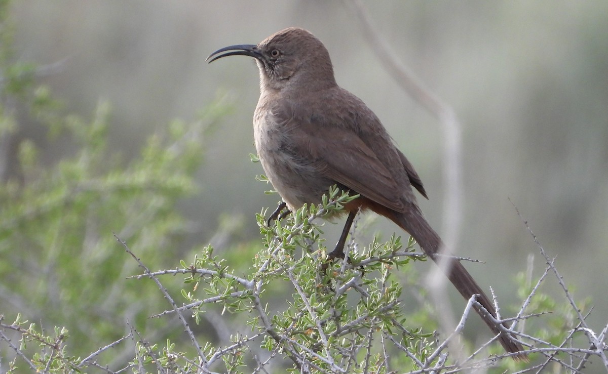 Crissal Thrasher - ML638156547