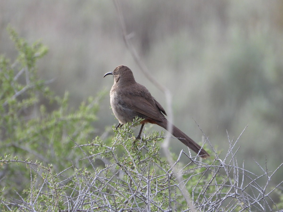 Crissal Thrasher - ML638156548