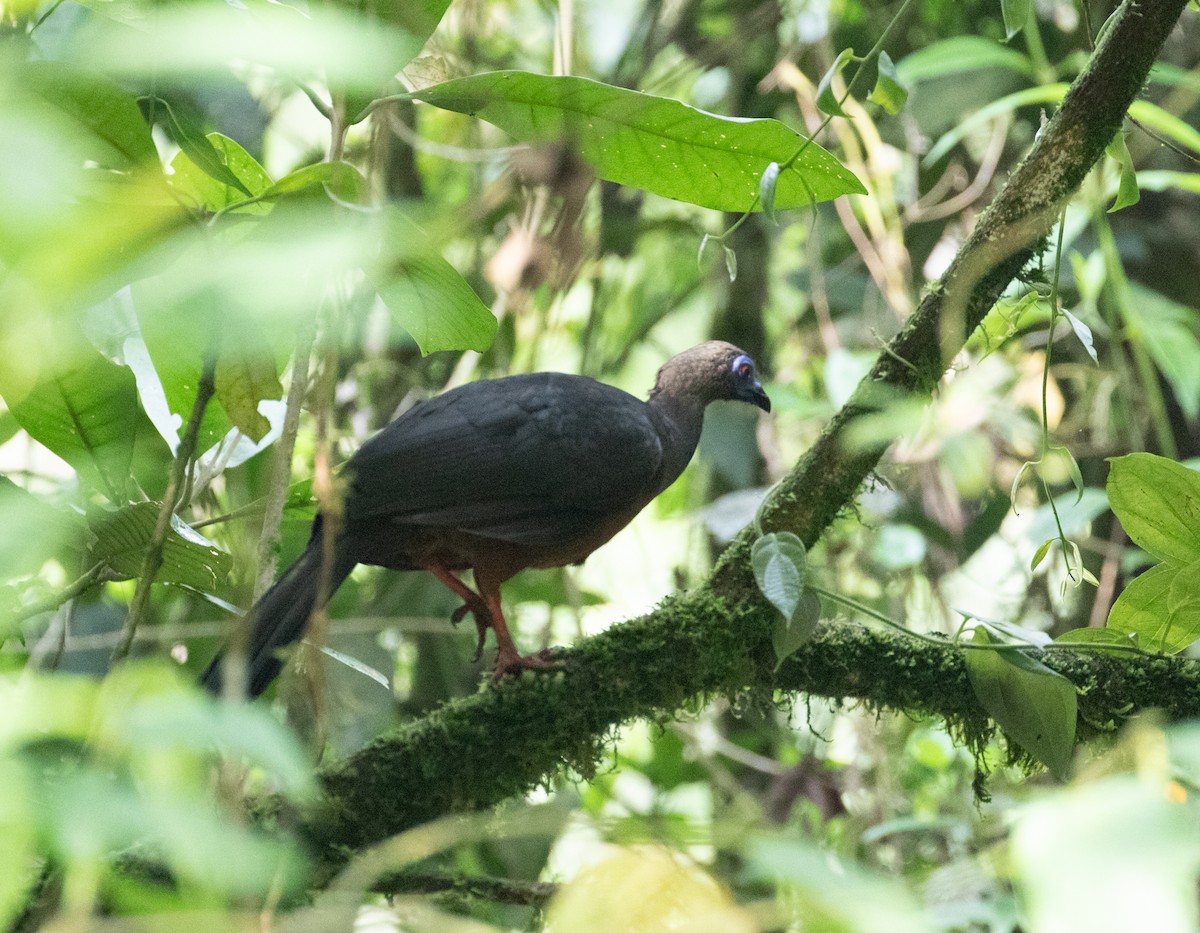Küpeli Guan - ML638156554
