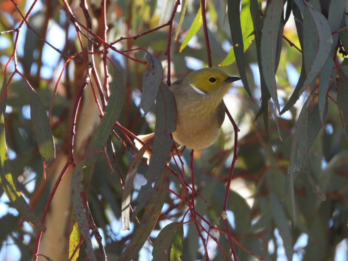 White-plumed Honeyeater - ML638156558