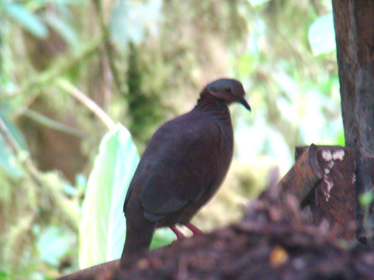 White-throated Quail-Dove - ML638156559