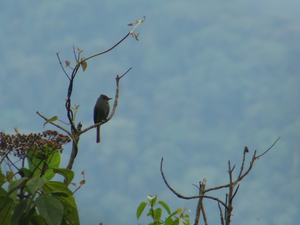Smoke-colored Pewee - ML638156575