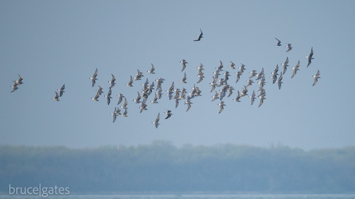 Bonaparte's Gull - ML638156586