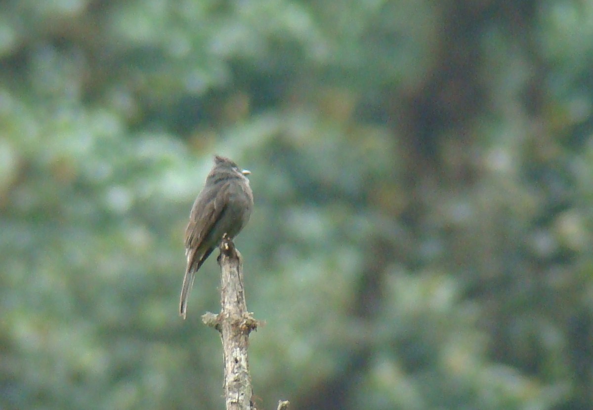 Smoke-colored Pewee - ML638156593