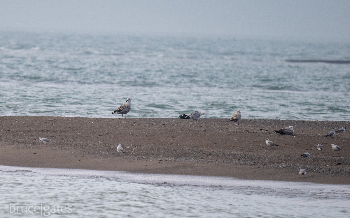 Great Black-backed Gull - ML638156603