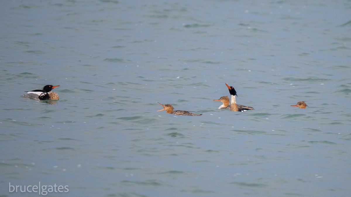 Red-breasted Merganser - ML638156614