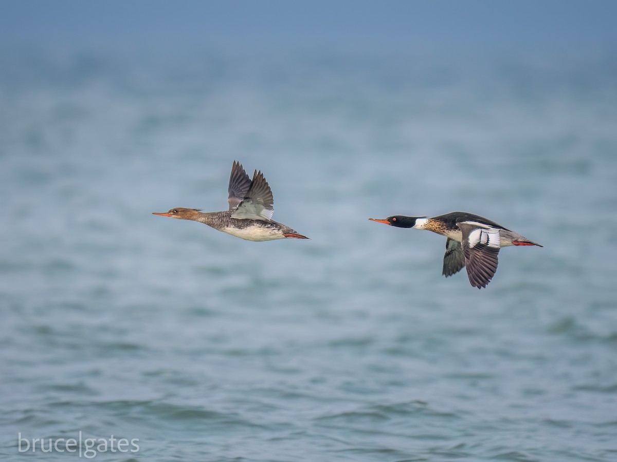 Red-breasted Merganser - ML638156615