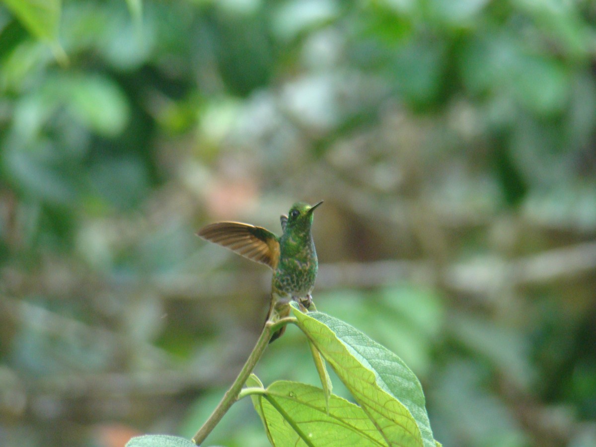 Buff-tailed Coronet - ML638156623