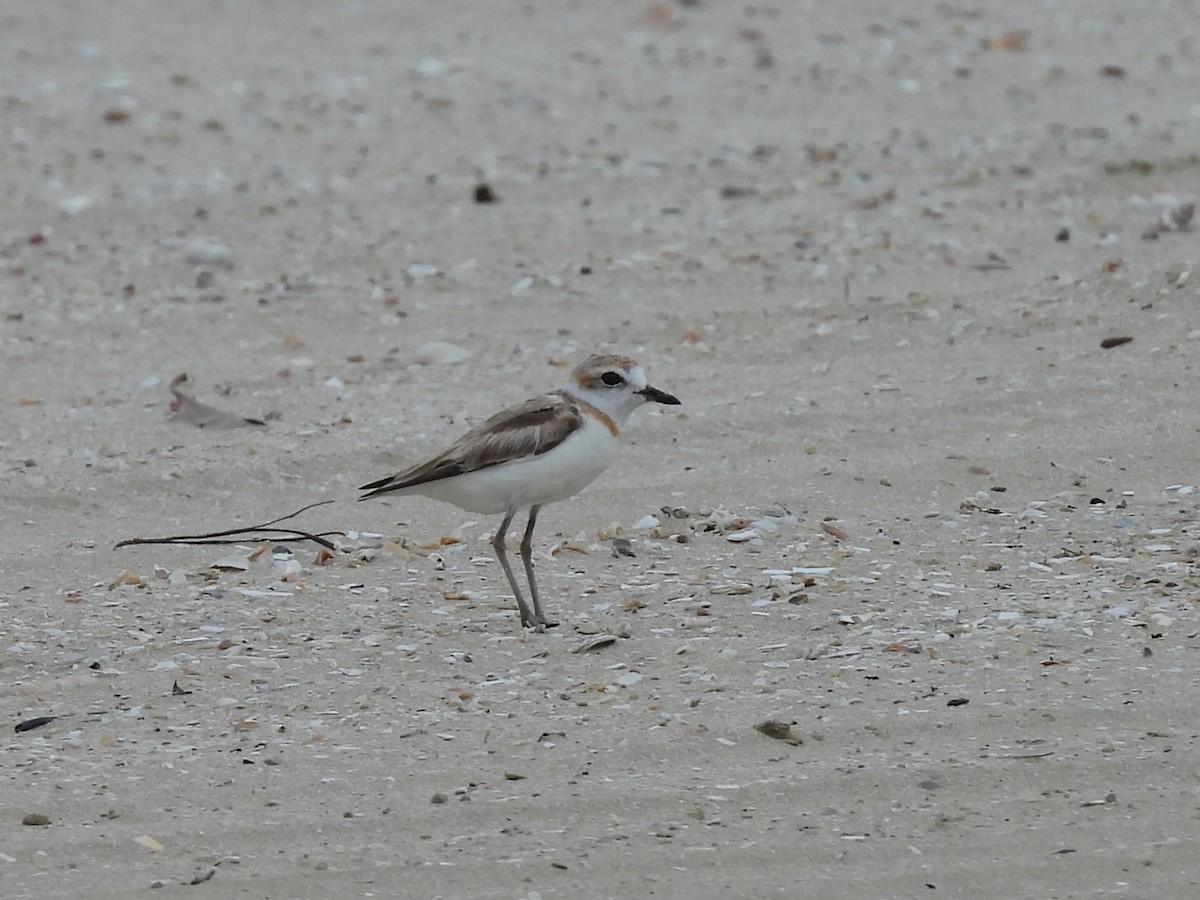 Malaysian Plover - ML638156626