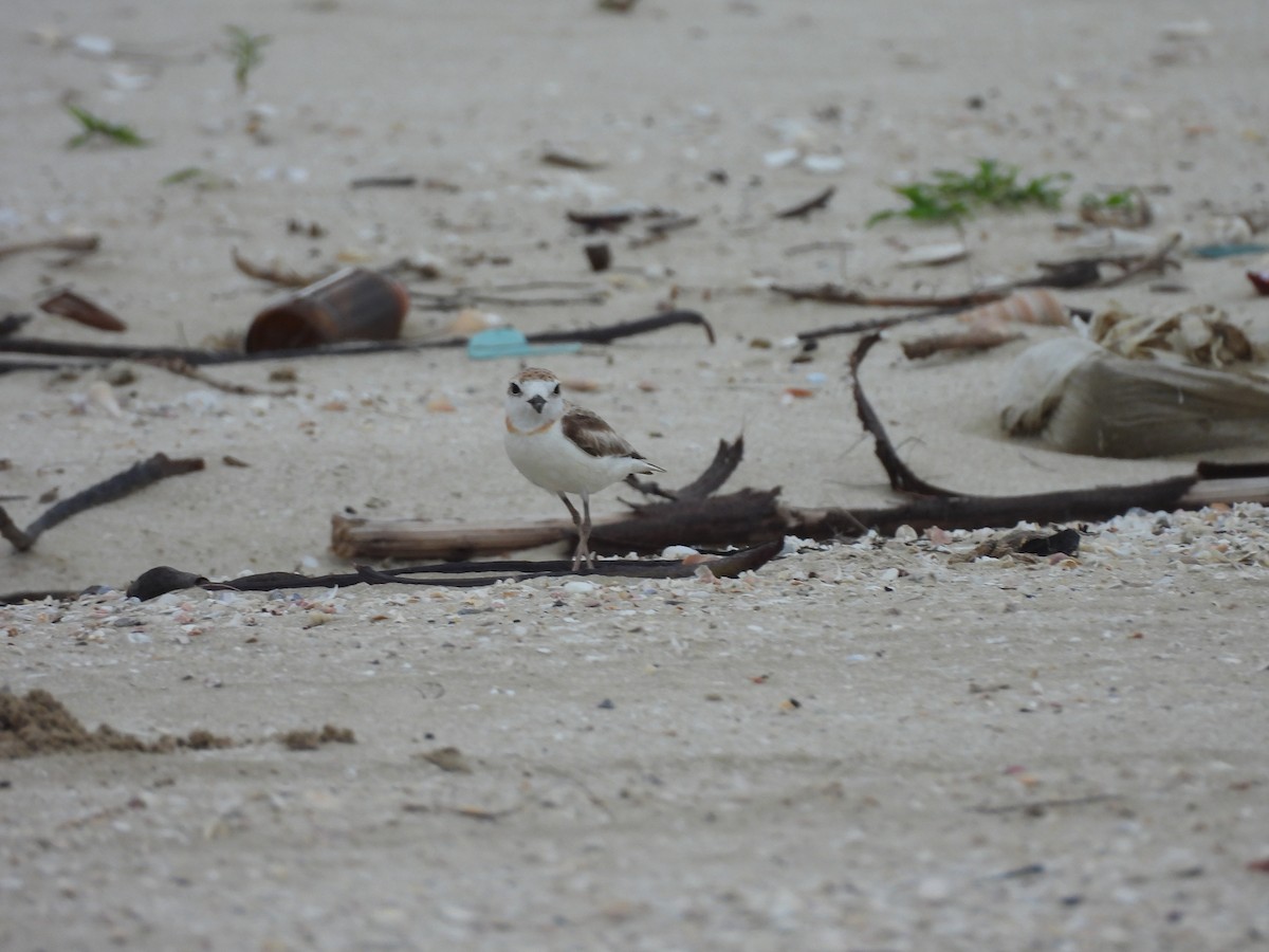 Malaysian Plover - ML638156628