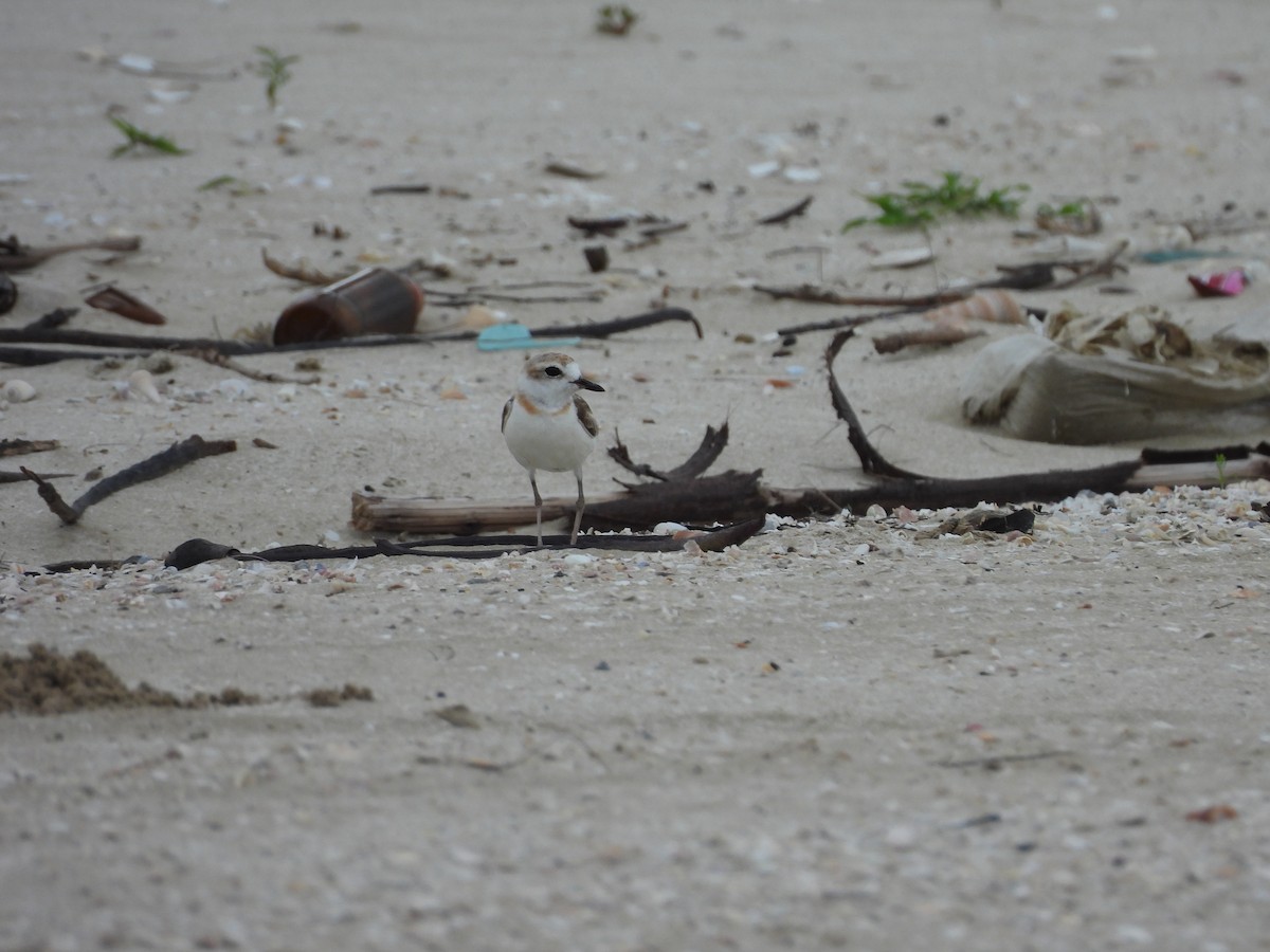 Malaysian Plover - ML638156629