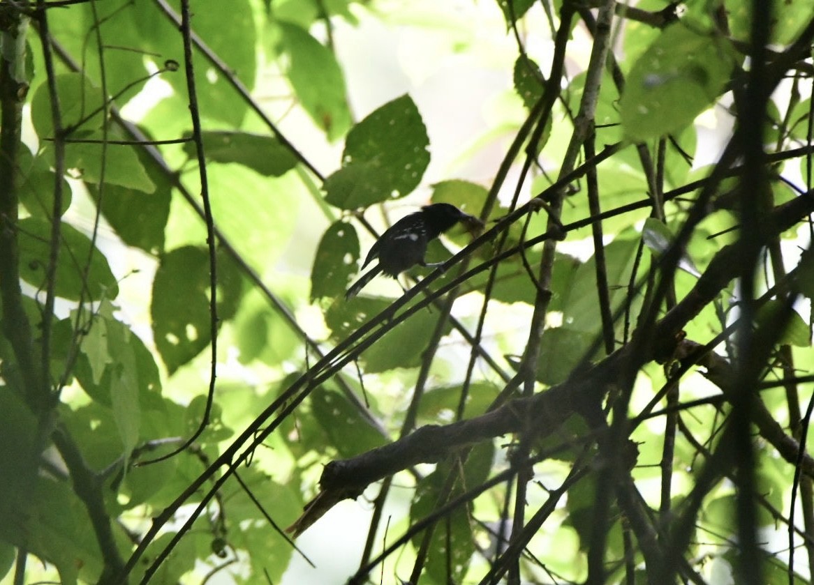 Dot-winged Antwren - ML638156637