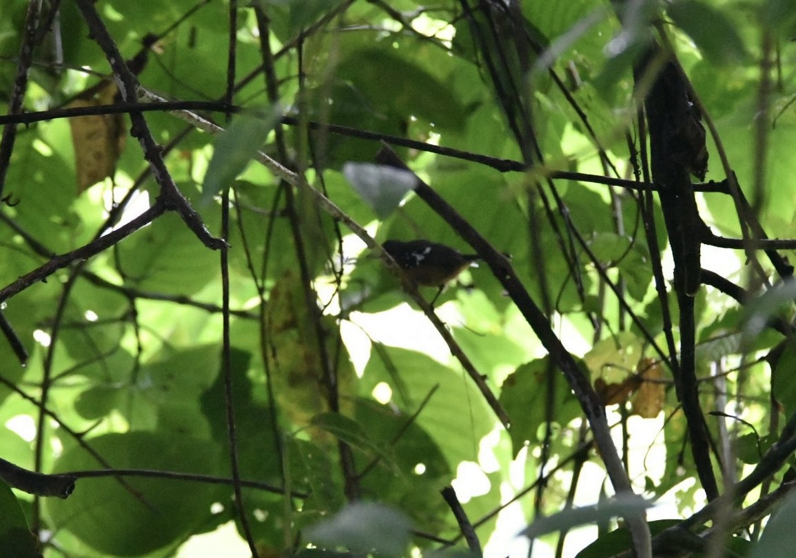 Dot-winged Antwren - ML638156638