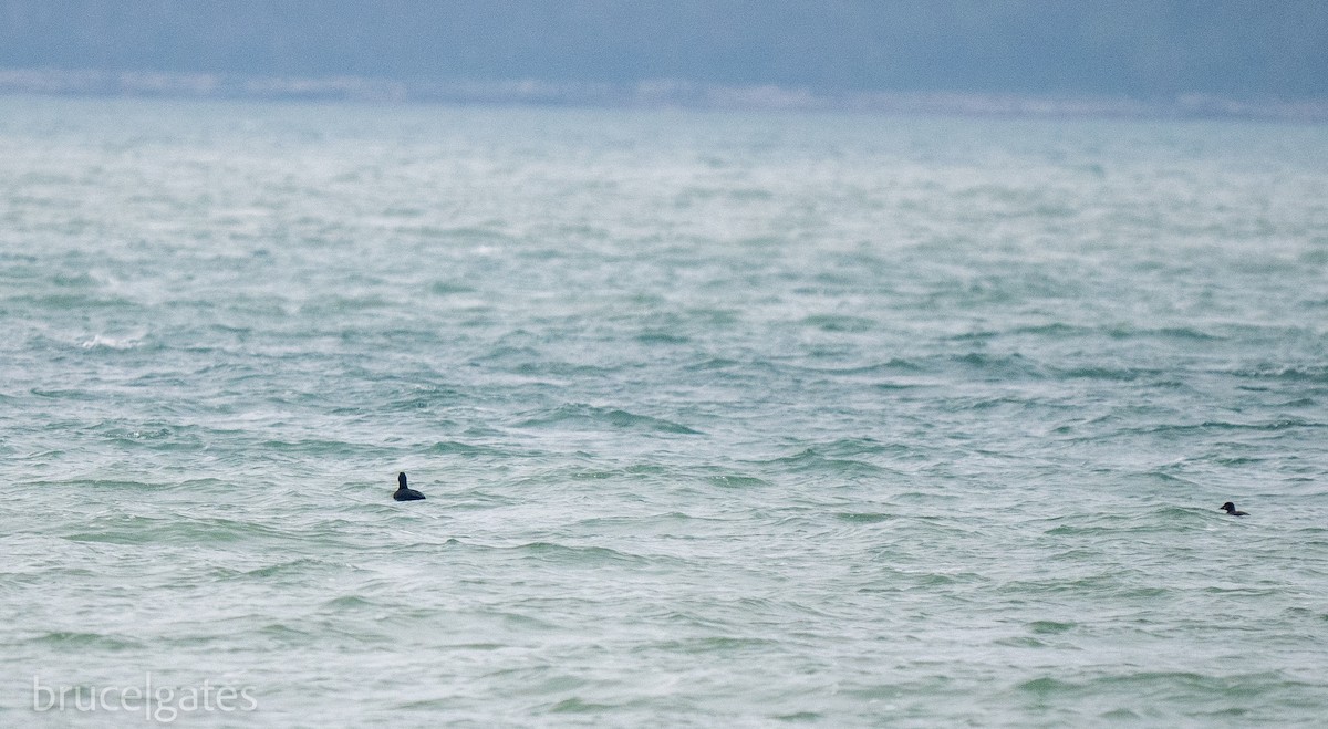 White-winged Scoter - ML638156639