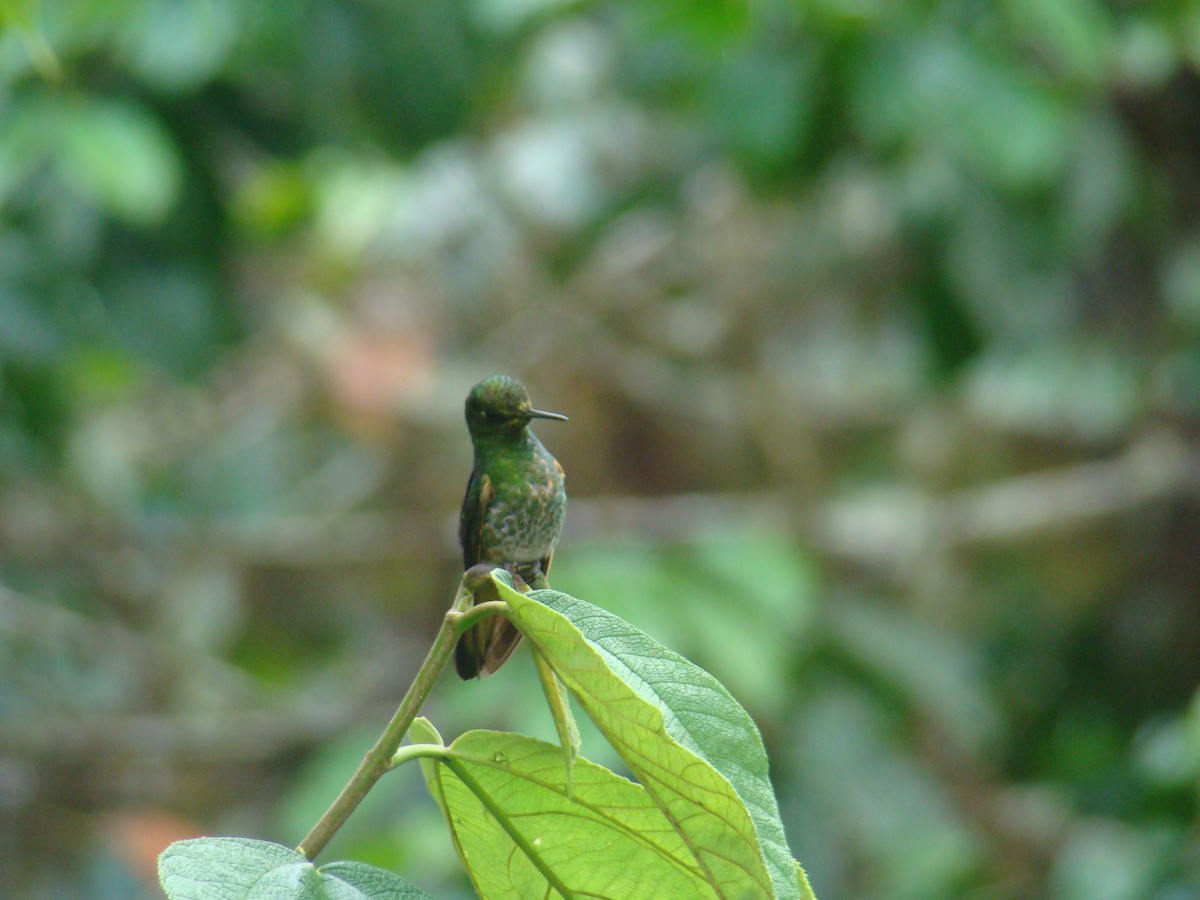 Buff-tailed Coronet - ML638156644