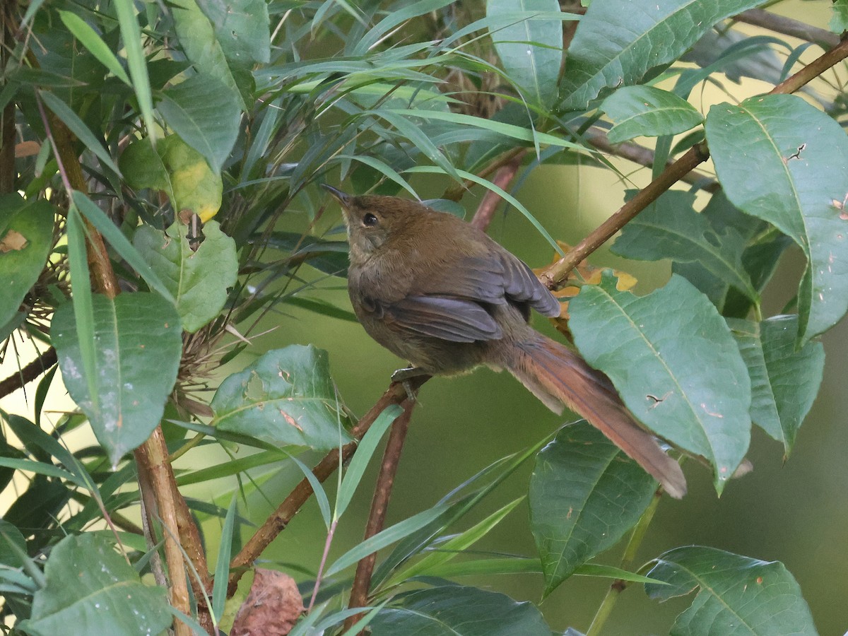 Azara's Spinetail - ML638156669