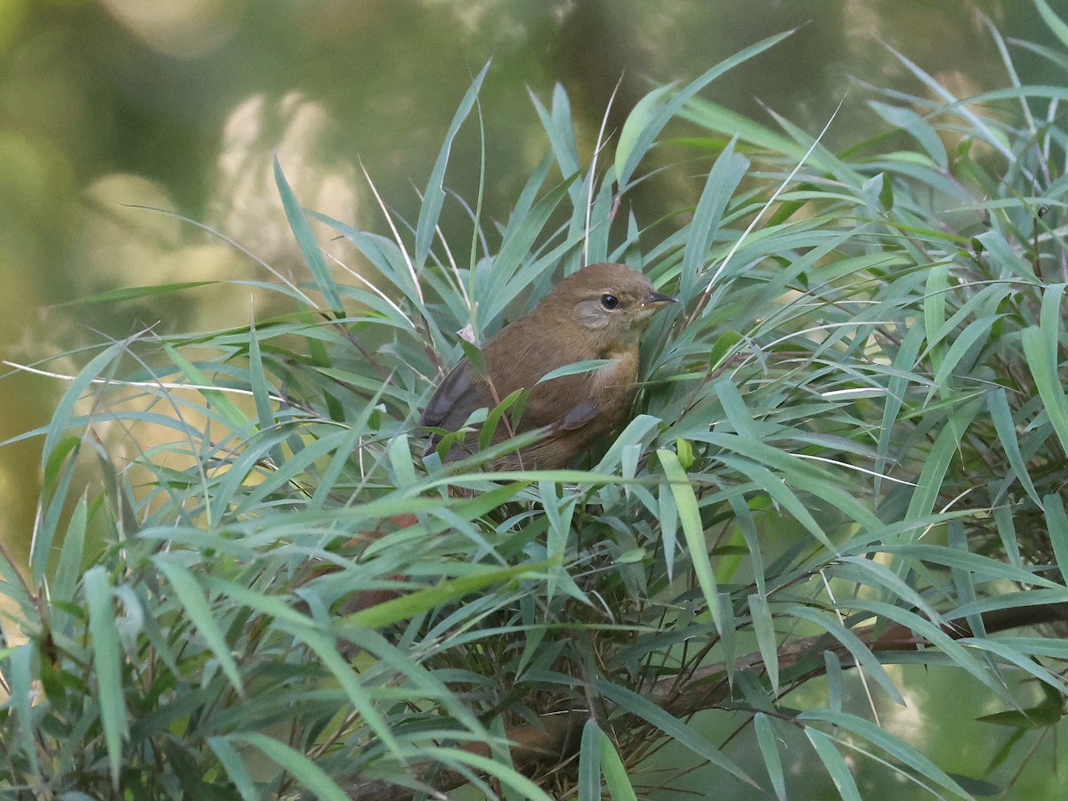 Azara's Spinetail - ML638156671