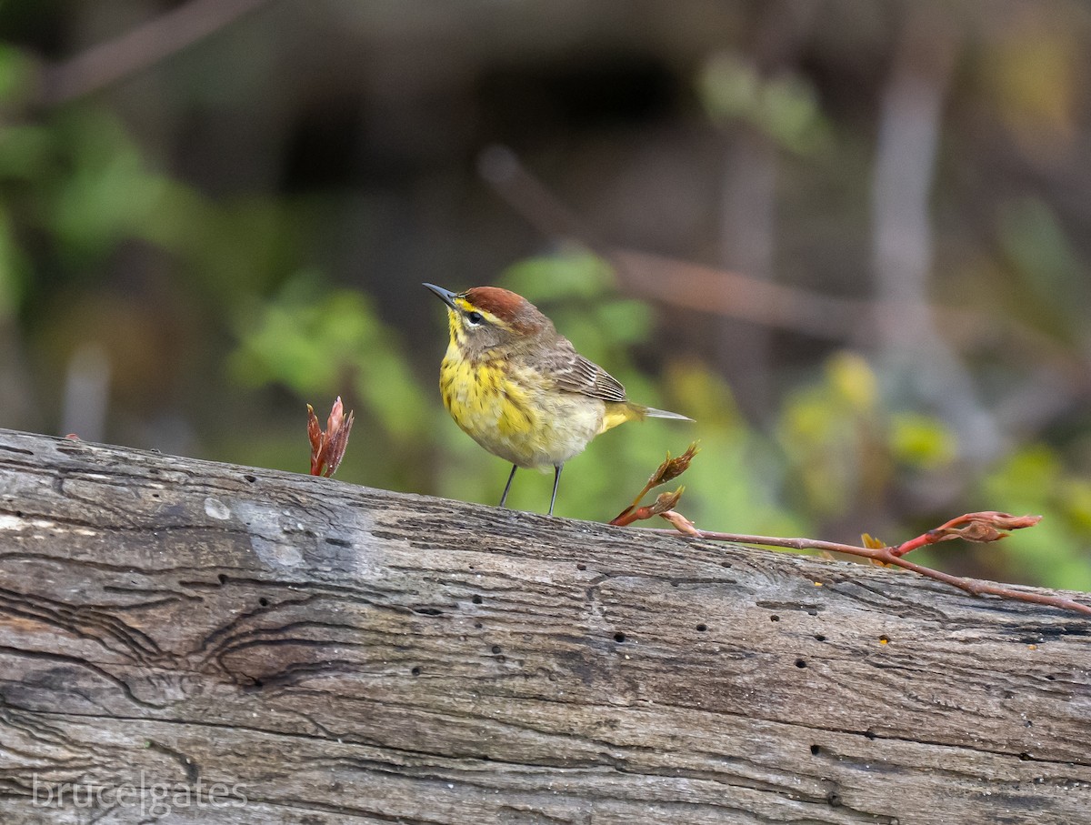 Palm Warbler - ML638156673