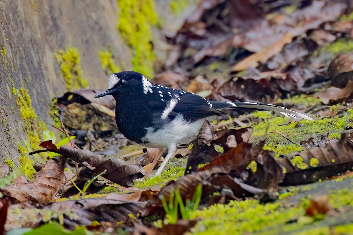 Spotted Forktail - ML638156681