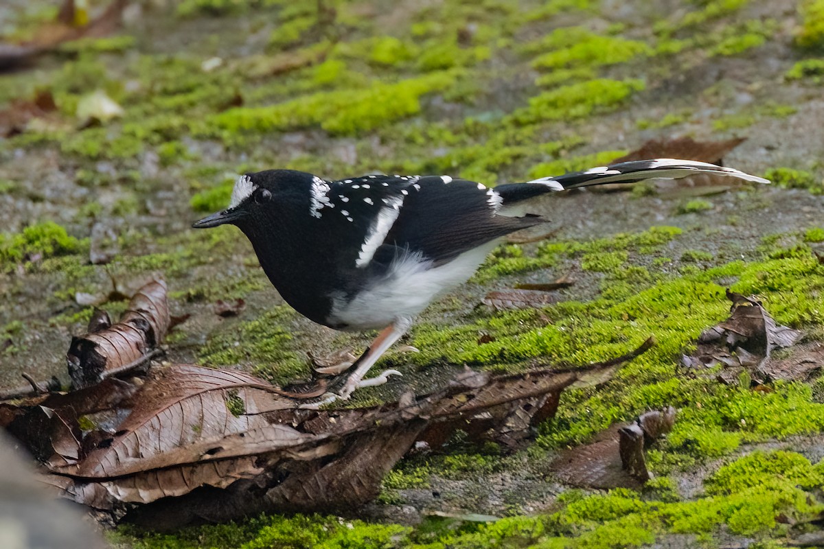 Spotted Forktail - ML638156682