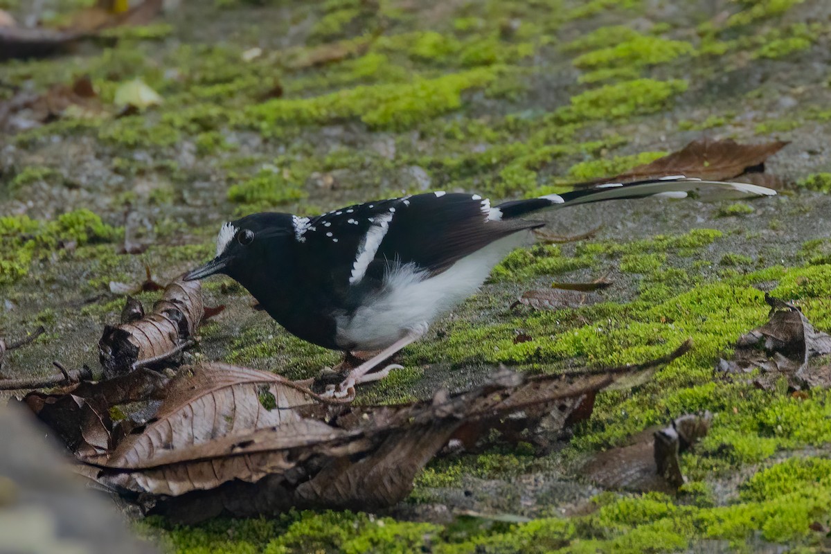 Spotted Forktail - ML638156684